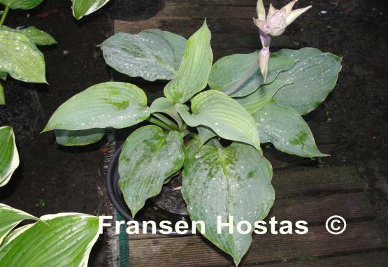 Hosta Thunder Boomer